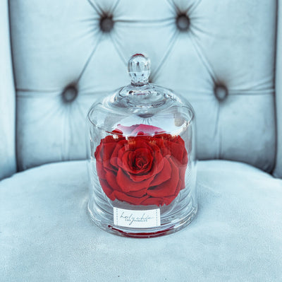 Large forever rose in a clear glass dome